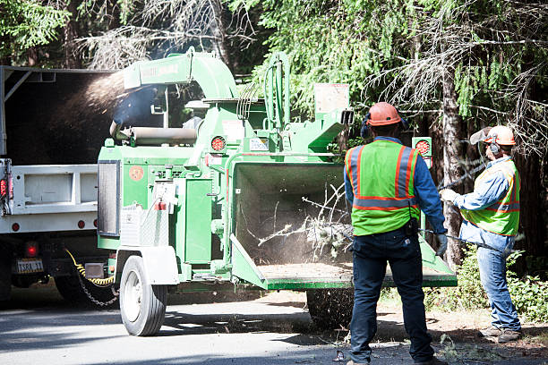  , USA Tree Removal Services Pros